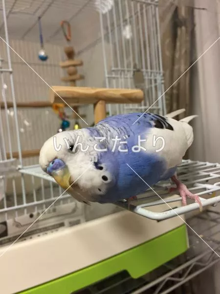 コメントの画像