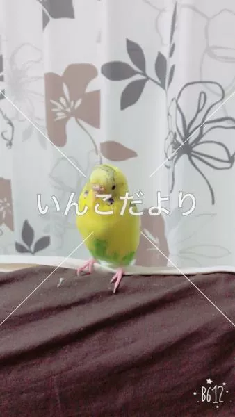 コメントの画像