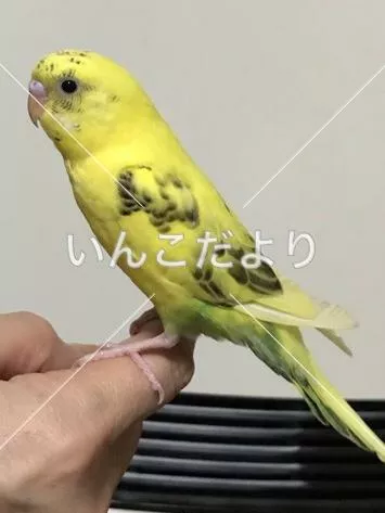 コメントの画像