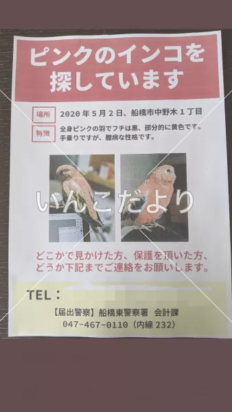 コメントの画像