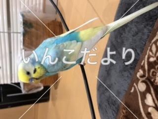 コメントの画像