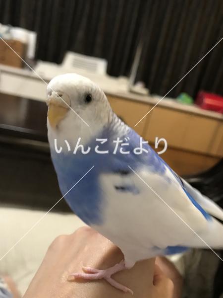 コメントの画像