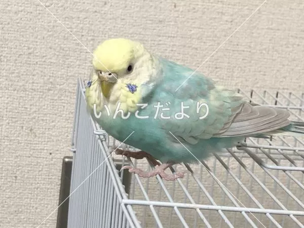 コメントの画像