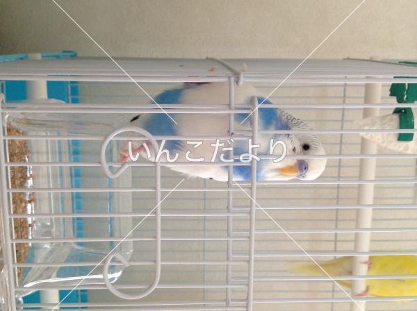 コメントの画像