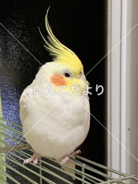 コメントの画像
