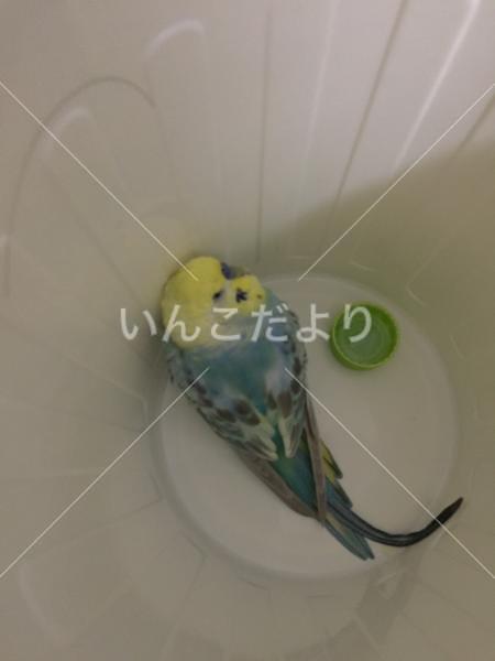 コメントの画像