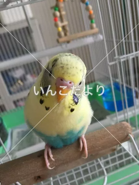 コメントの画像