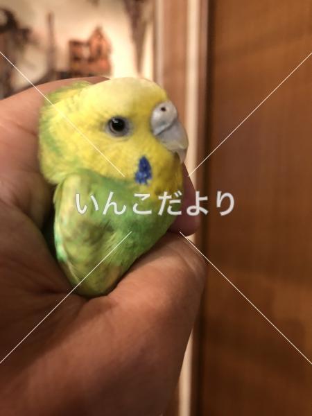 コメントの画像