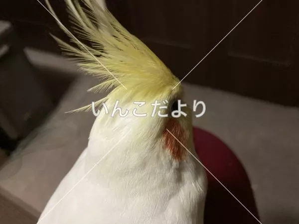 コメントの画像