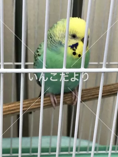 コメントの画像