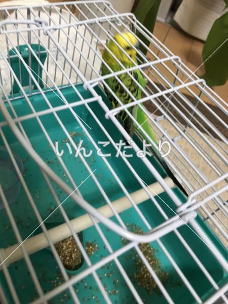 コメントの画像