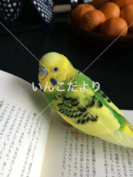 コメントの画像