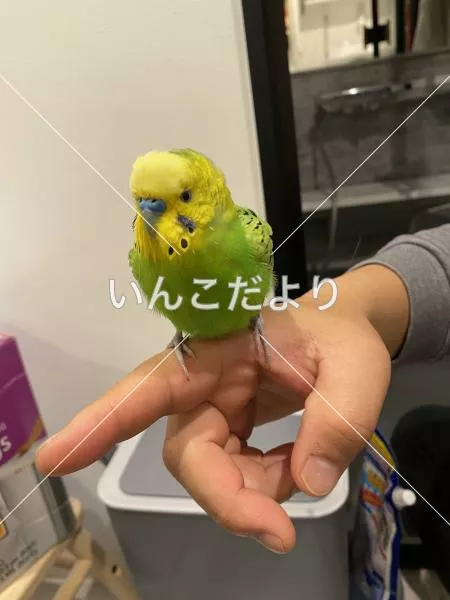 コメントの画像