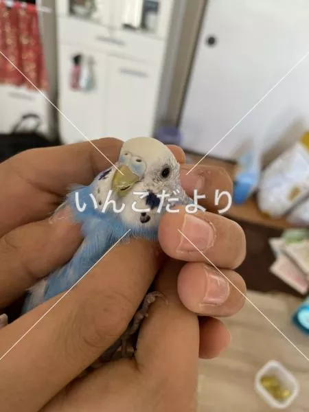 コメントの画像