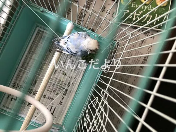 コメントの画像