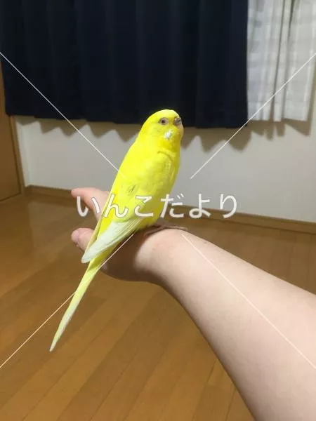 コメントの画像