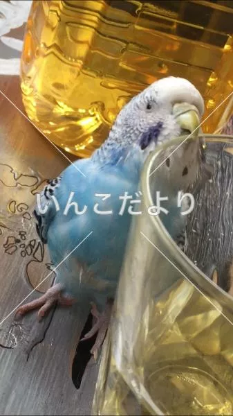 コメントの画像