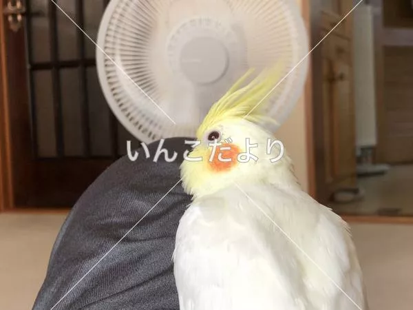 コメントの画像