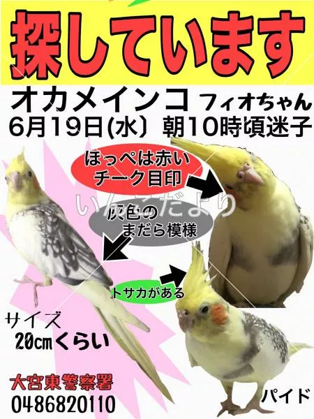 コメントの画像