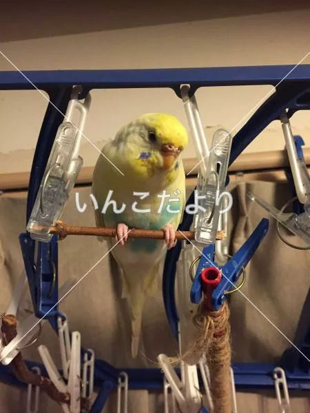 コメントの画像