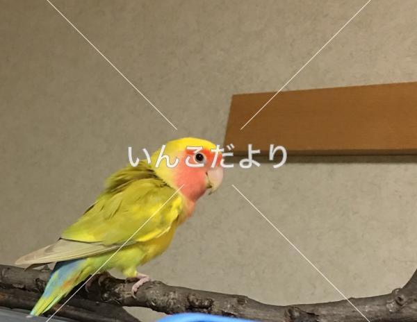 コメントの画像