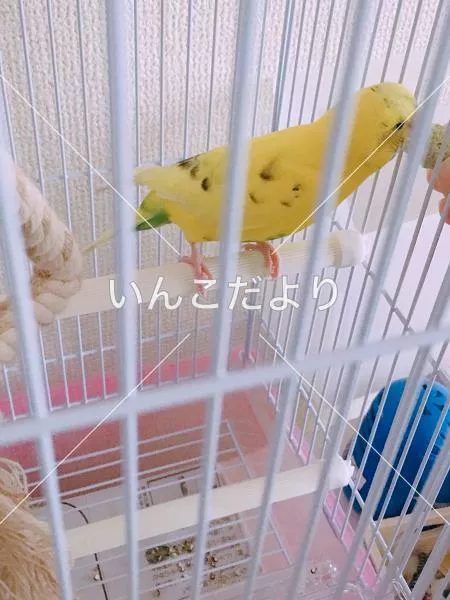 コメントの画像