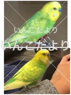 コメントの画像