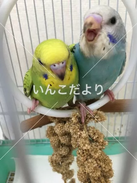 コメントの画像