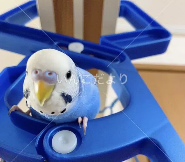 コメントの画像