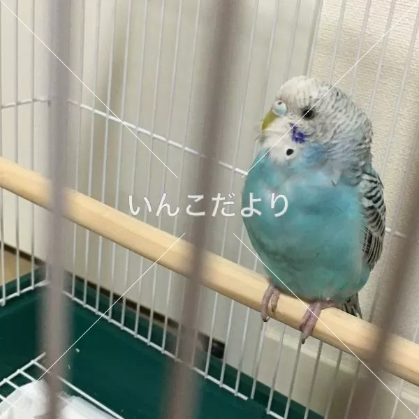 コメントの画像