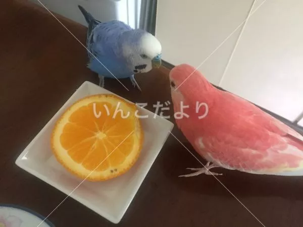 コメントの画像