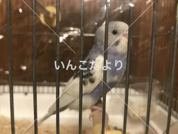 コメントの画像