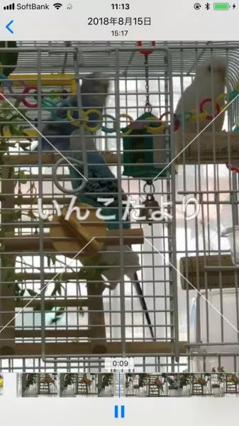 コメントの画像