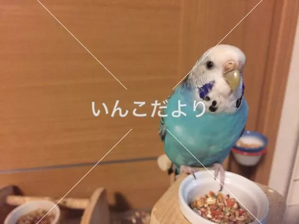 コメントの画像