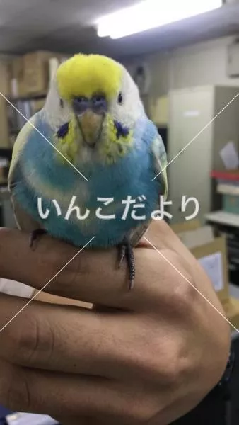 コメントの画像