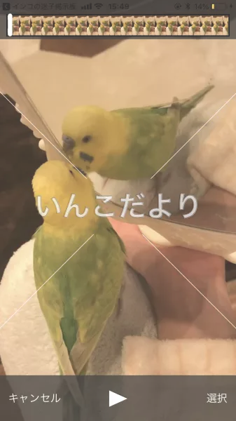 コメントの画像