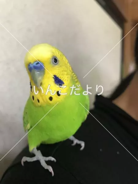 コメントの画像