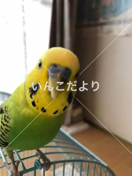 コメントの画像