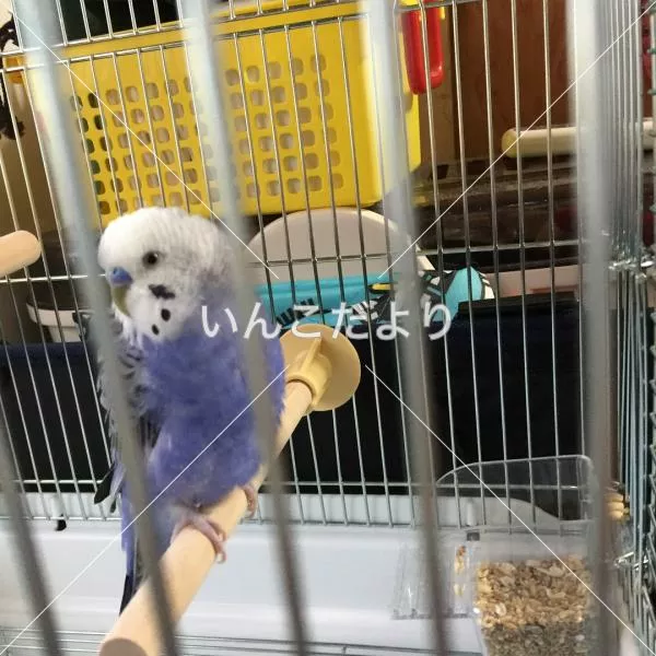 コメントの画像