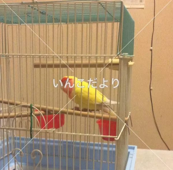 コメントの画像