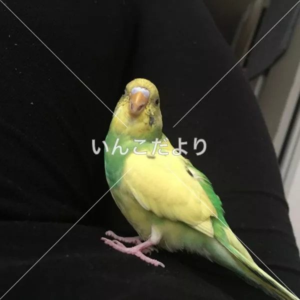 コメントの画像