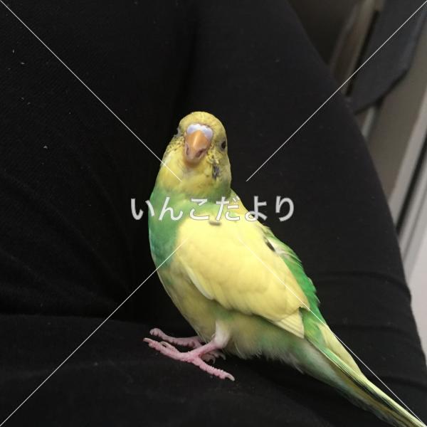 コメントの画像