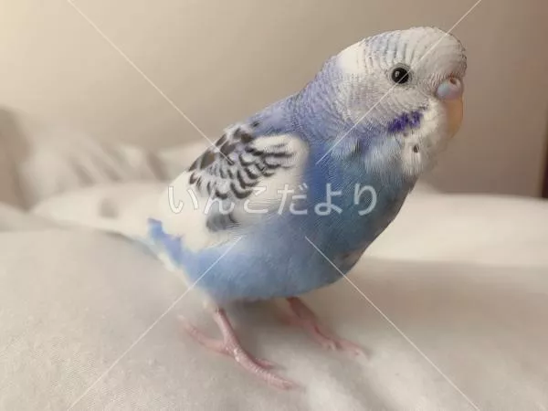 コメントの画像