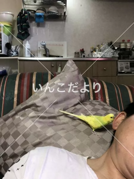 コメントの画像