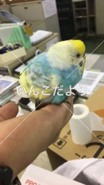 コメントの画像