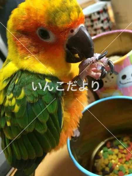 コメントの画像