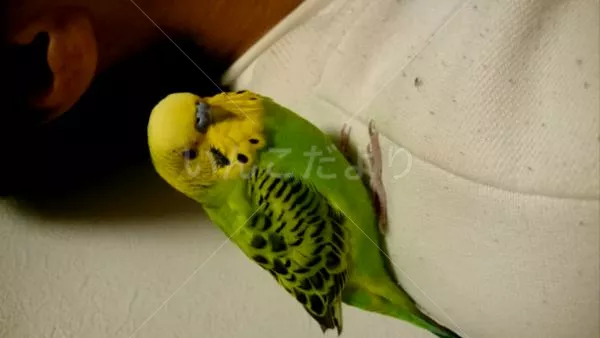 コメントの画像