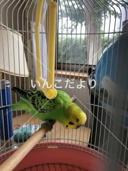 コメントの画像