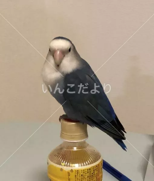 コメントの画像