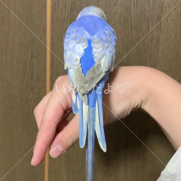 コメントの画像
